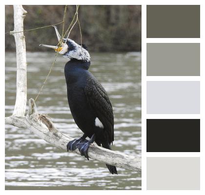 Bird Water Bird Cormorant Image